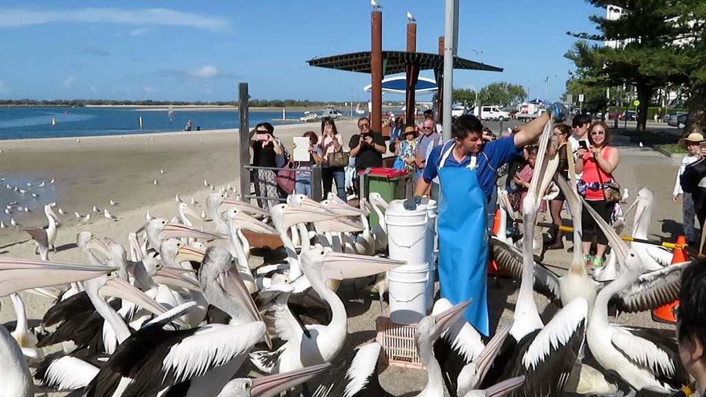 Charis Seafood, Labrador, Gold Coast, Australia